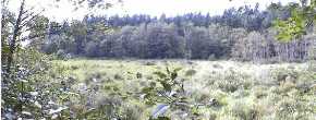 corner refl swamp